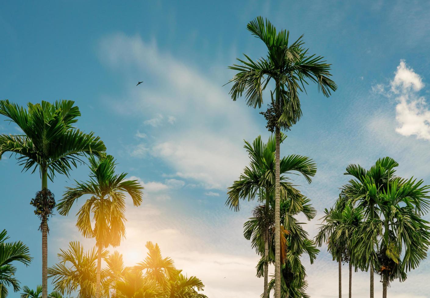 noce di areca palma areca catechu. palma di noce di betel con cielo blu e nuvole bianche. coltura commerciale. palma tropicale in giardino. allevamento e piantagione di palme da noce di areca. pianta a base di erbe. orticoltura. foto