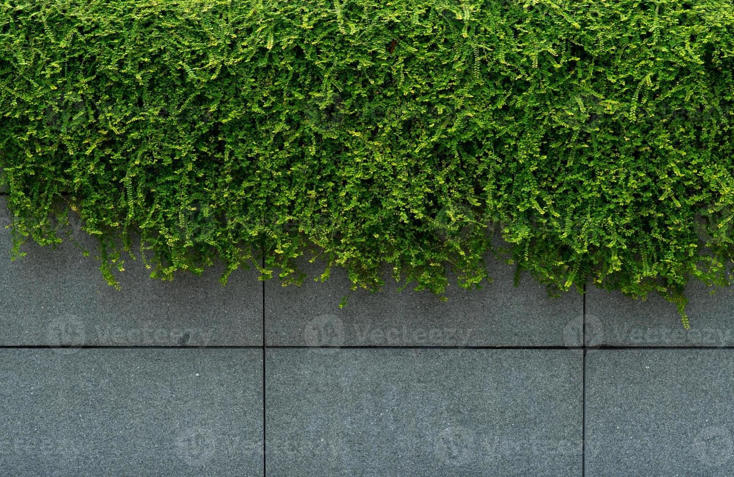 sfondo di struttura del muro di cemento ricoperto di edera verde. parete vegetale per la purificazione dell'aria. edera verde della parete per ridurre il consumo di energia nell'edificio. polvere di assorbimento della parete di edera verde lasciata per aria pulita. foto