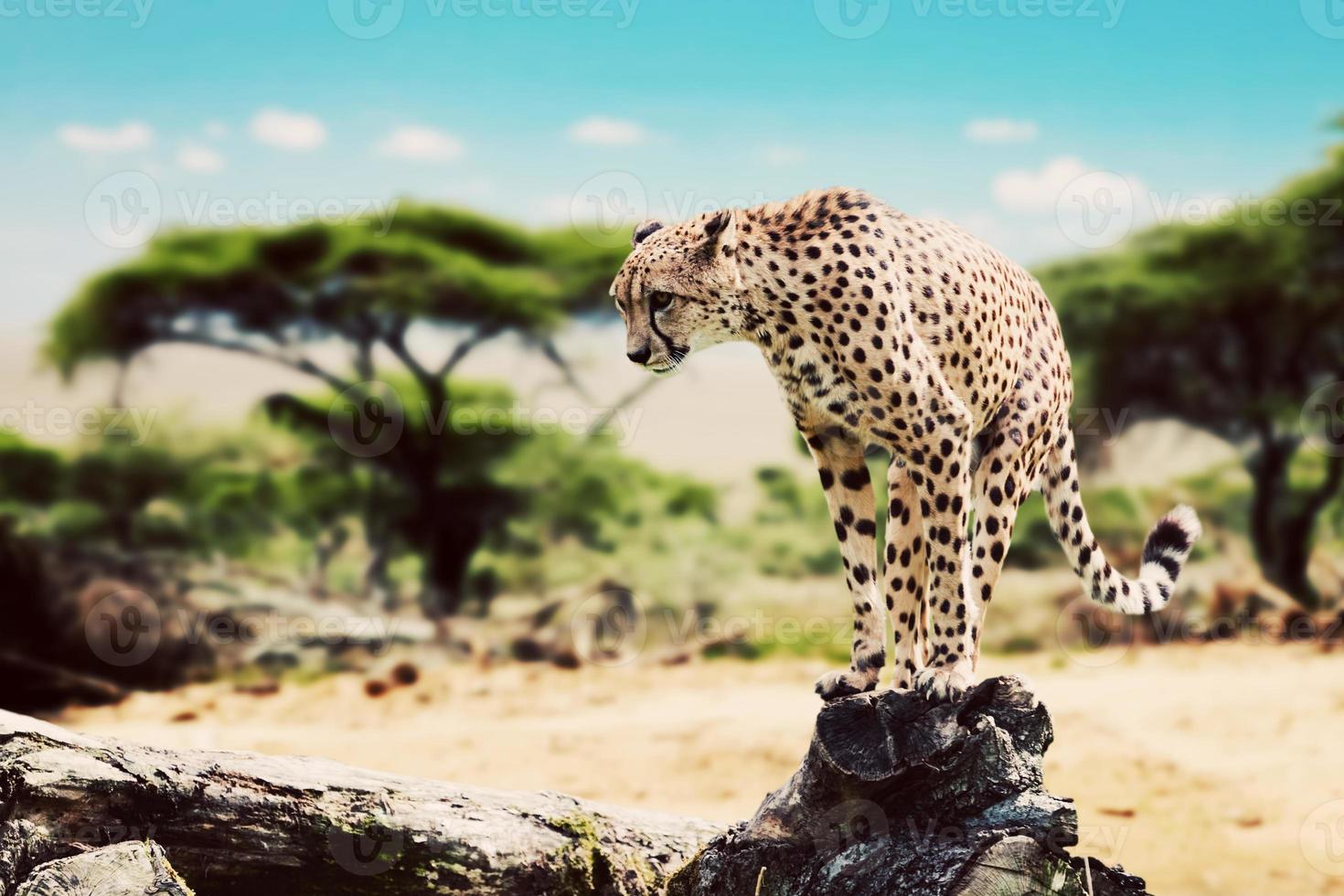 un ghepardo selvaggio che sta per attaccare. safari nel serengeti, tanzania, africa. foto