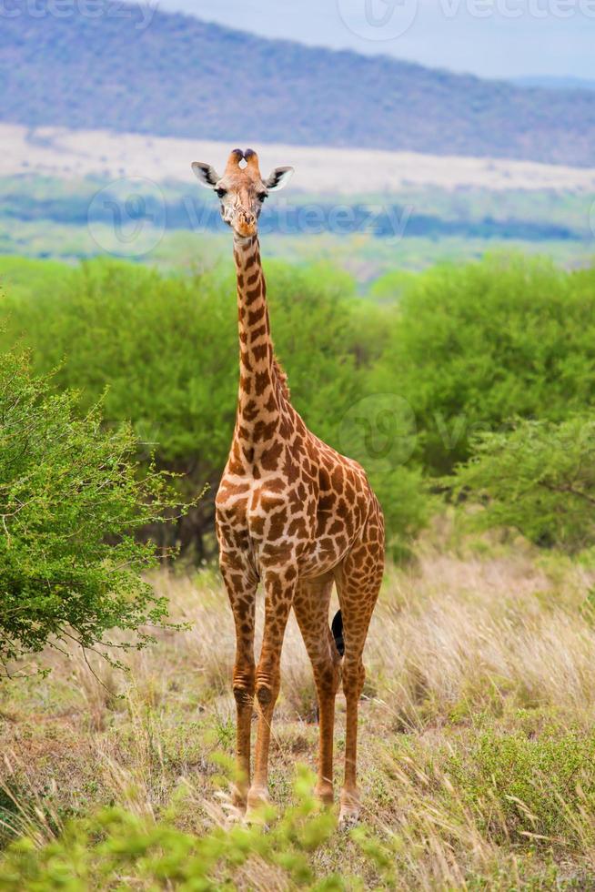 giraffa nella savana. safari a tsavo ovest, kenya, africa foto