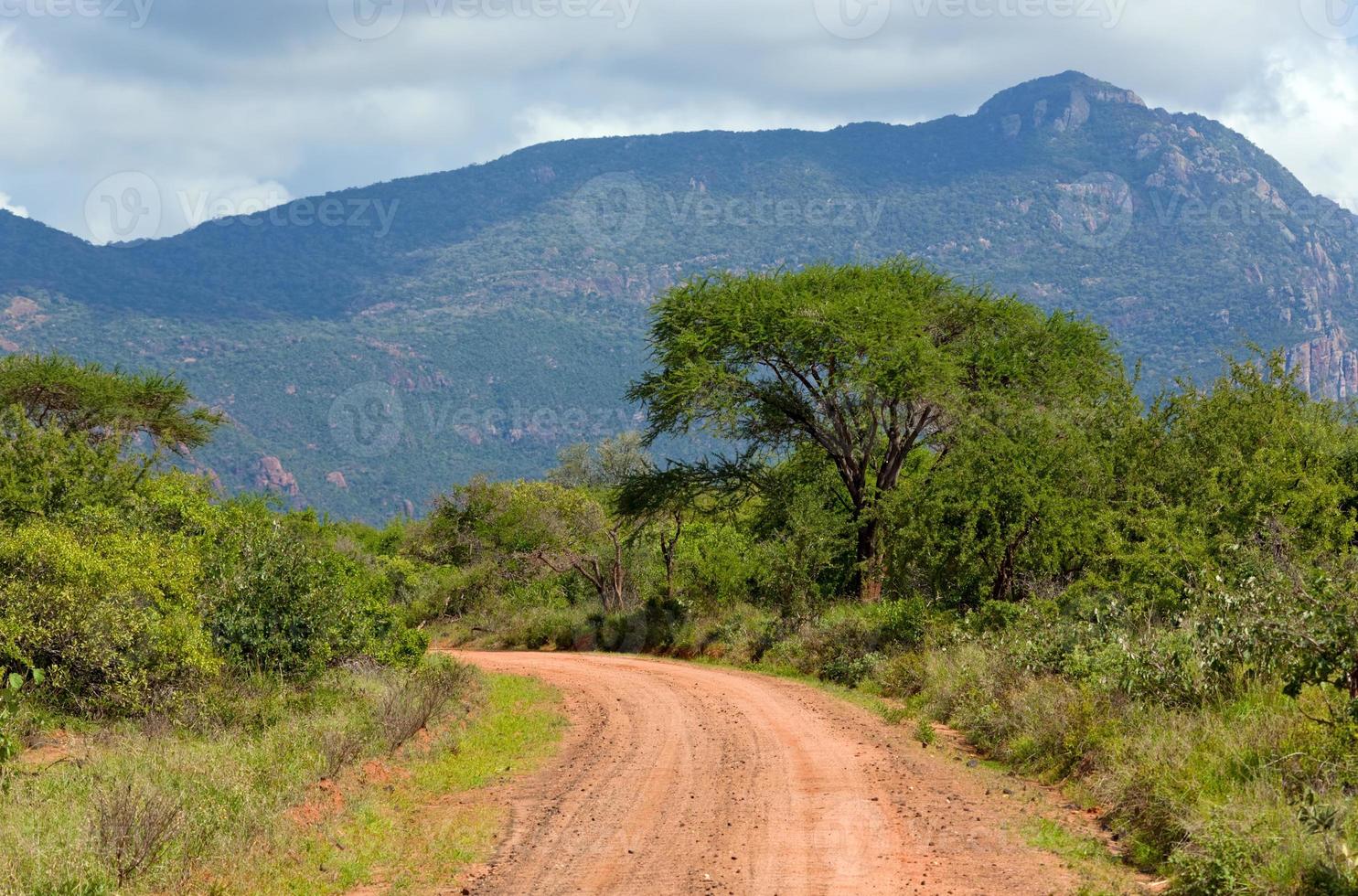 strada di terra rossa, cespuglio con savana. tsavo ovest, kenya, africa foto