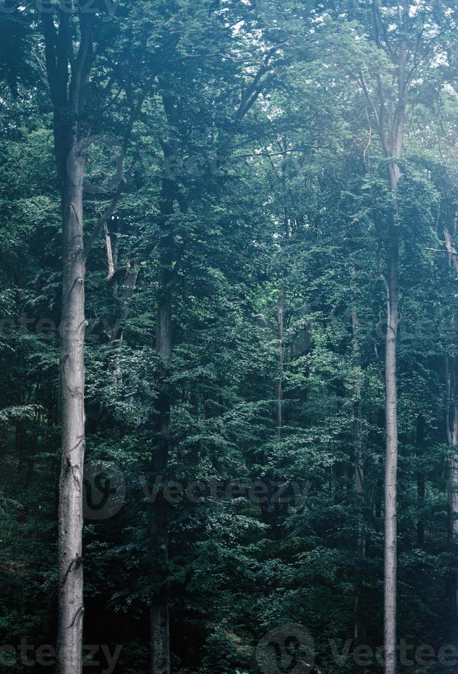 alti alberi verdi in una foresta nebbiosa e cupa. foto