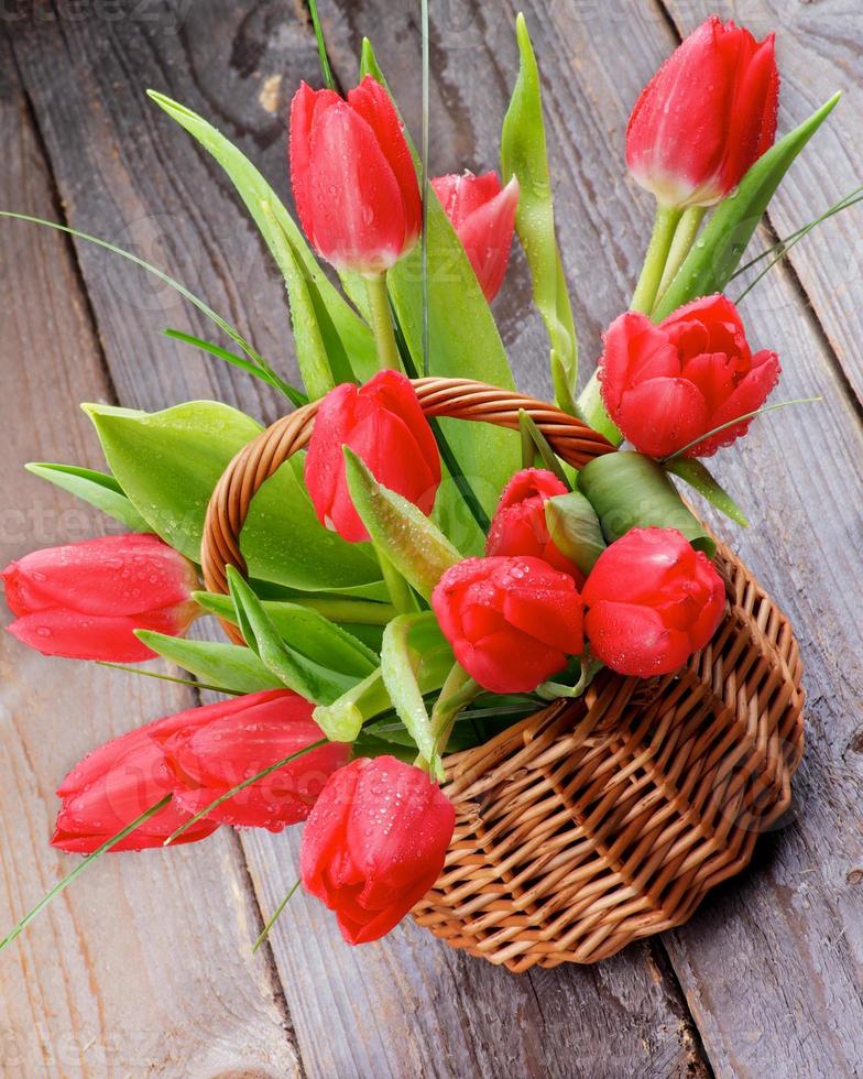 tulipani primaverili foto