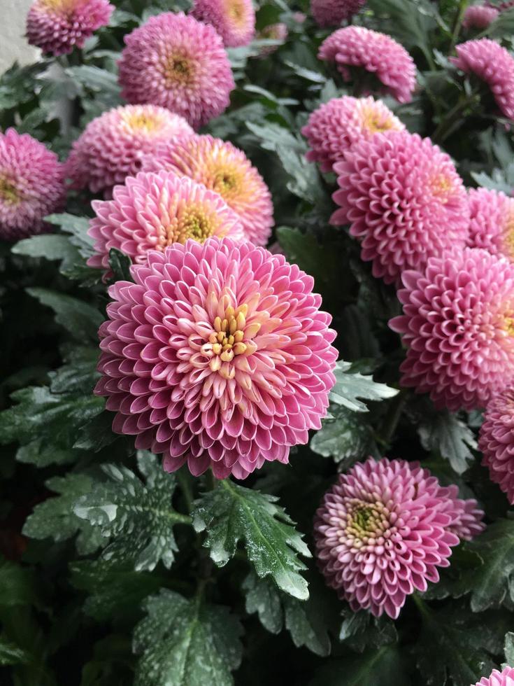 pompon crisantemo fiori che sbocciano con sfondo sfocato. foto