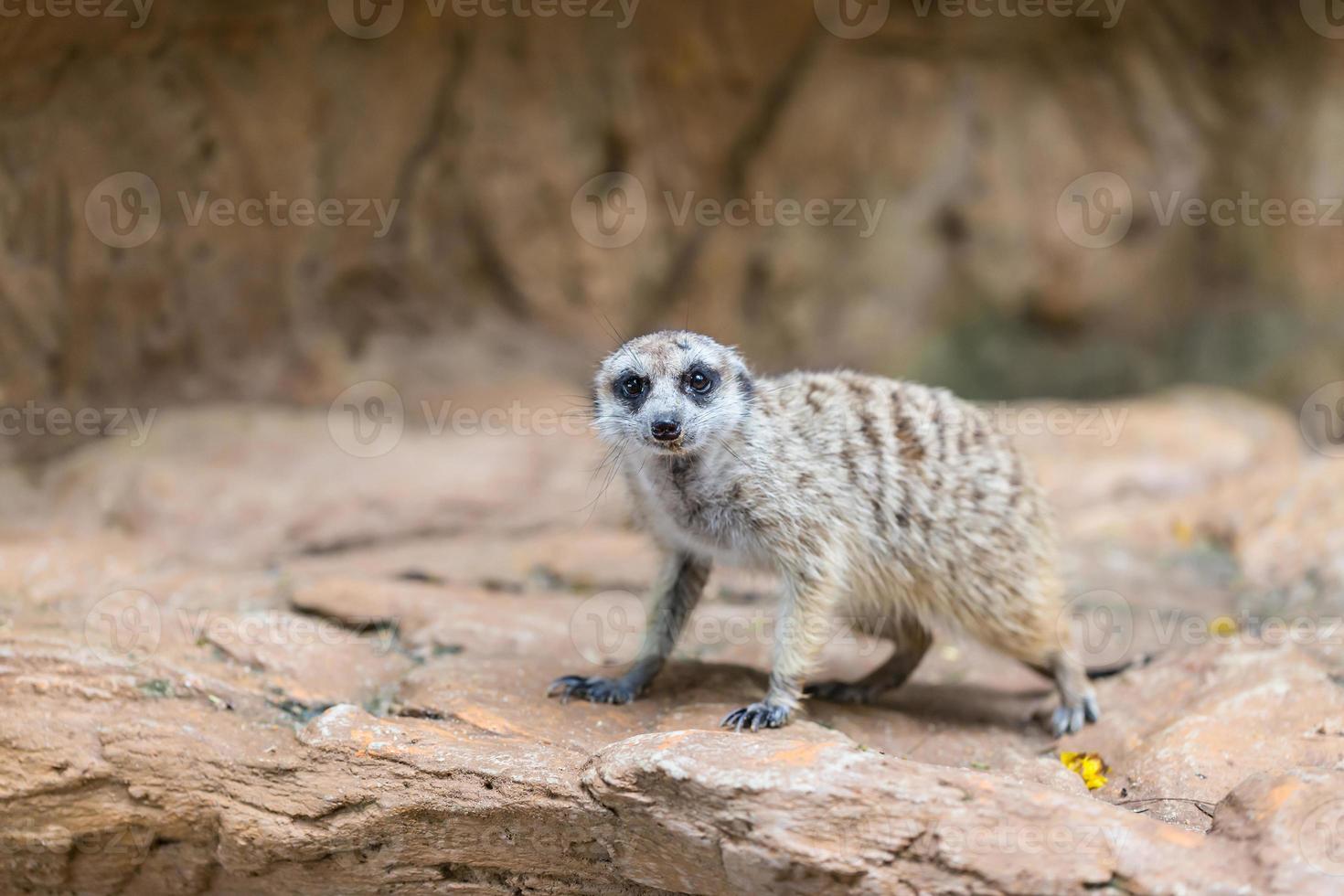 singolo suricato in cerca di animale cacciatore foto