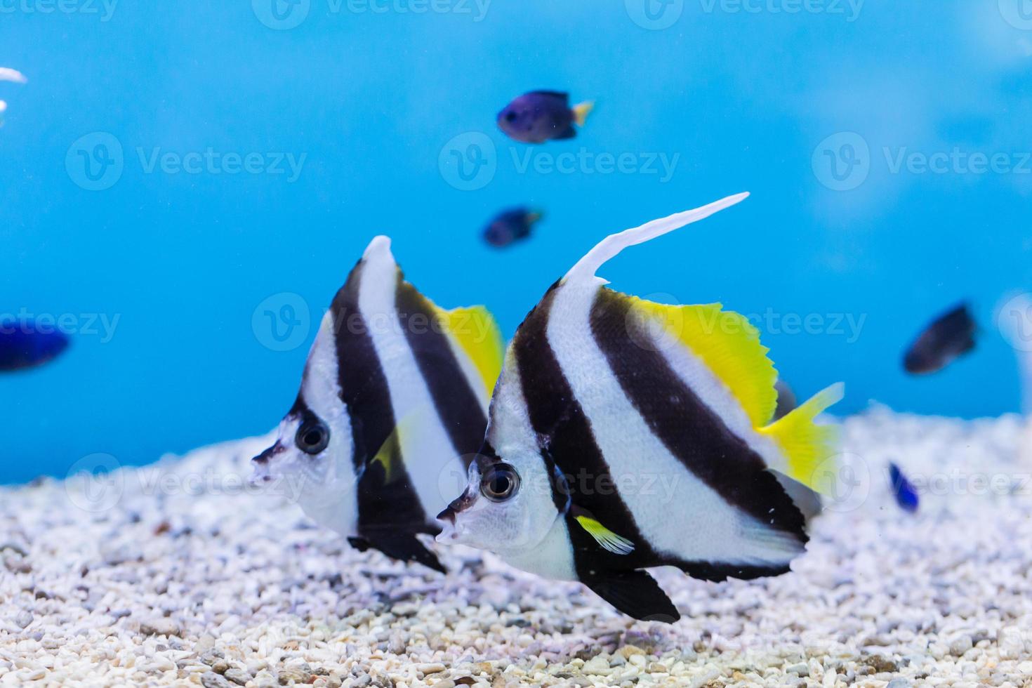 bannerfish heniochus acuminatus in acquario foto