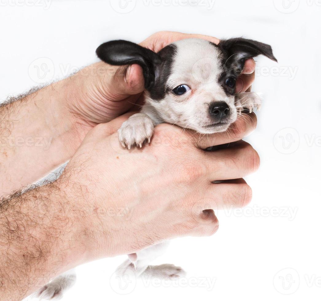 divertente cucciolo chihuahua pone su uno sfondo bianco foto