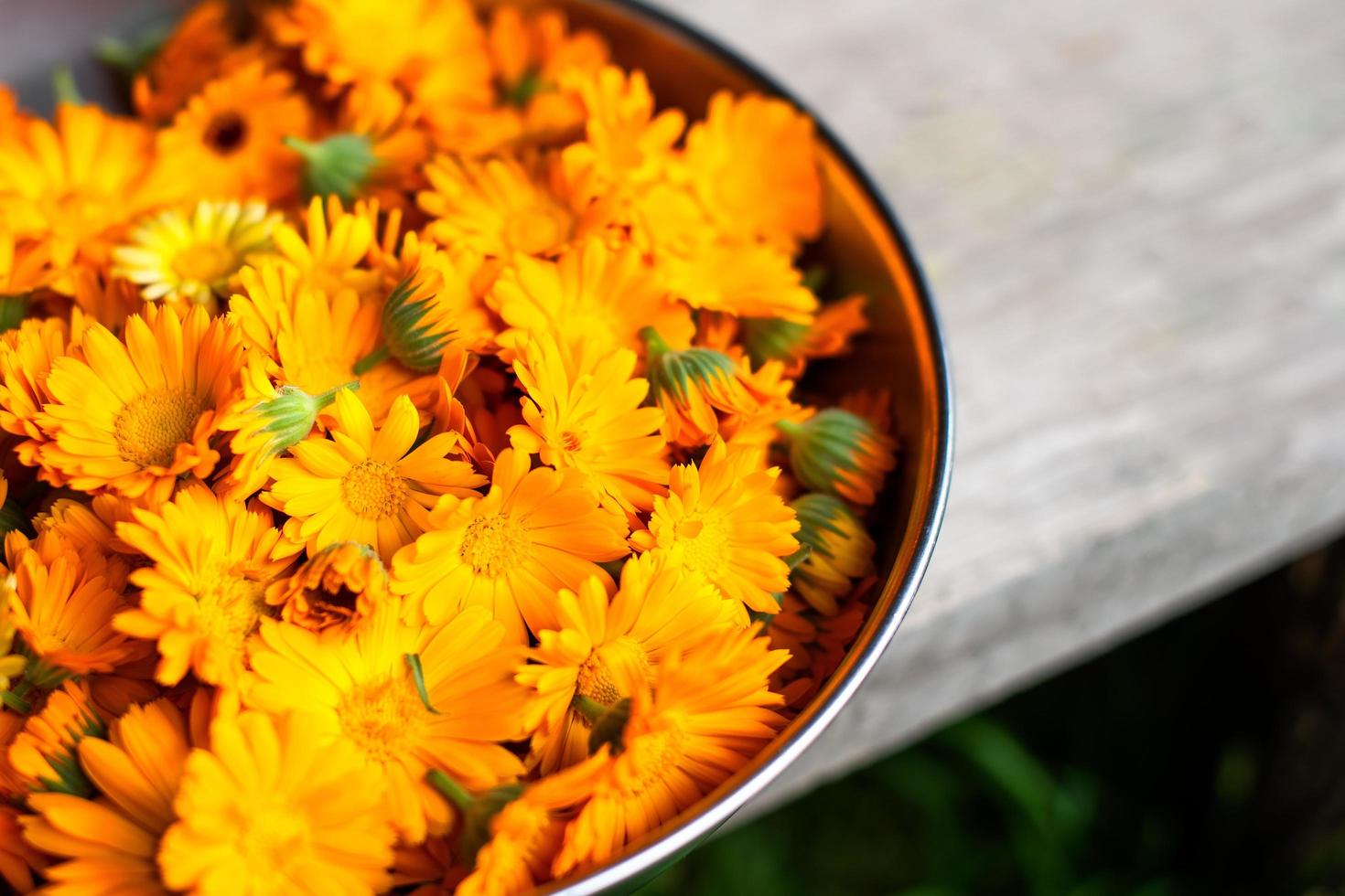 fiori di calendula appena raccolti. nel biocentro foto