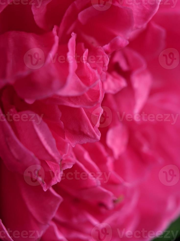 fotografia macro, foto di texture di bellissime rose rosa