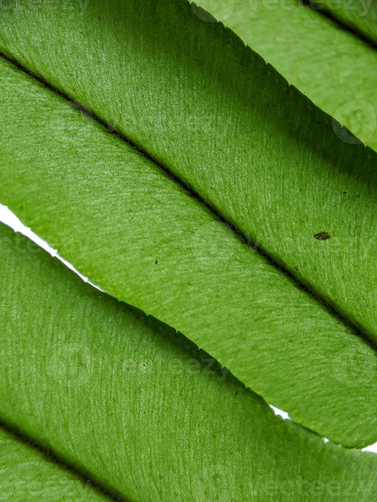 foto macro, crescita naturale, bei dettagli, sfondo