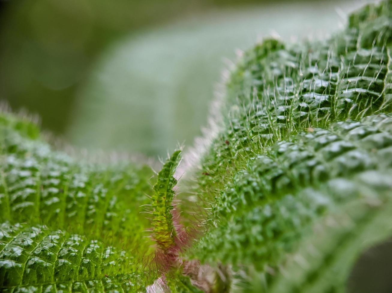 foto macro dell'unicità di bellissime piante selvatiche