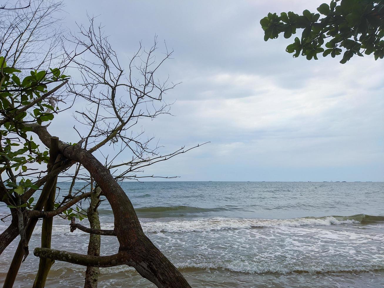 bella vista sulla spiaggia e sugli alberi foto