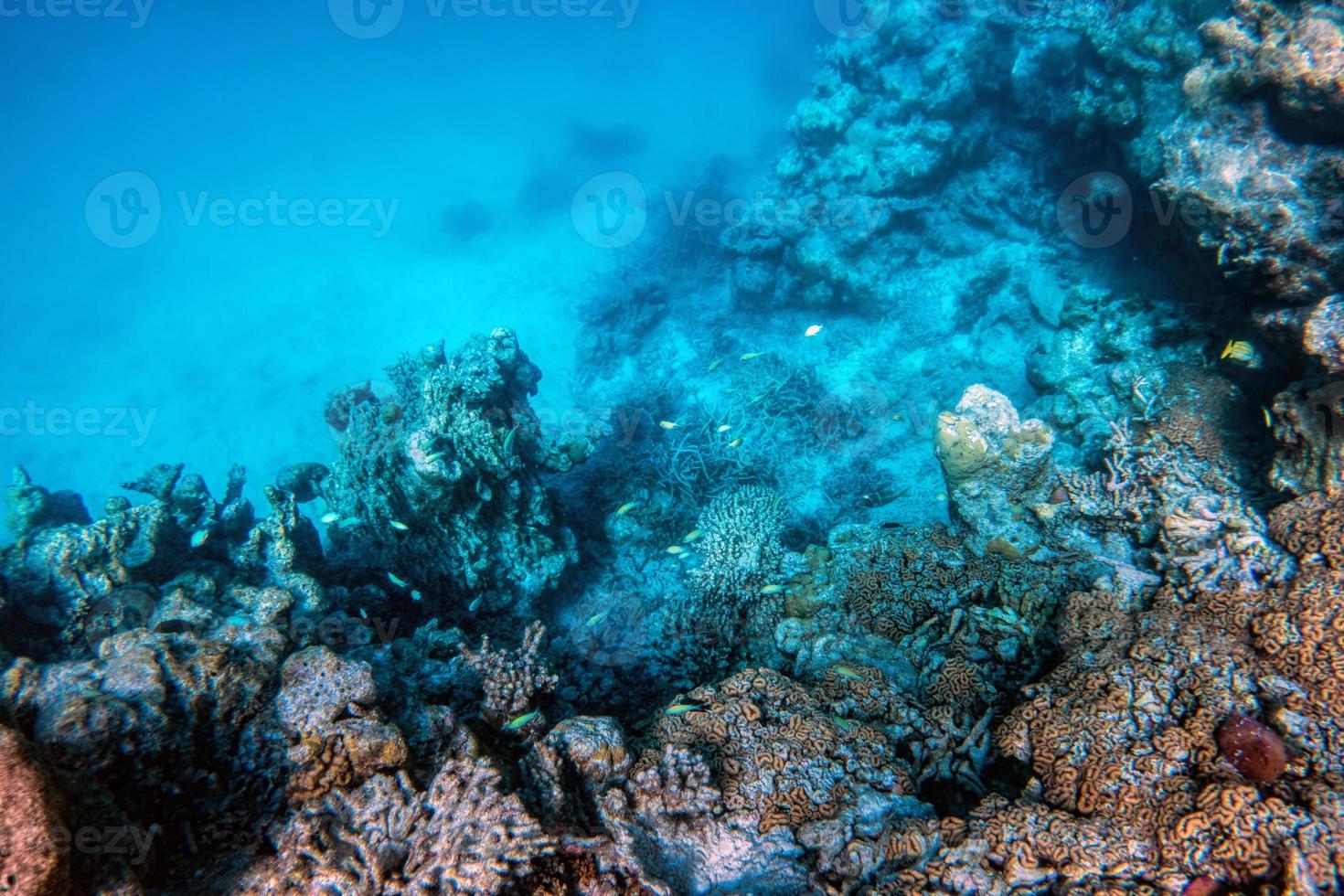 barriera corallina subacquea e pesci nell'Oceano Indiano, Maldive. foto