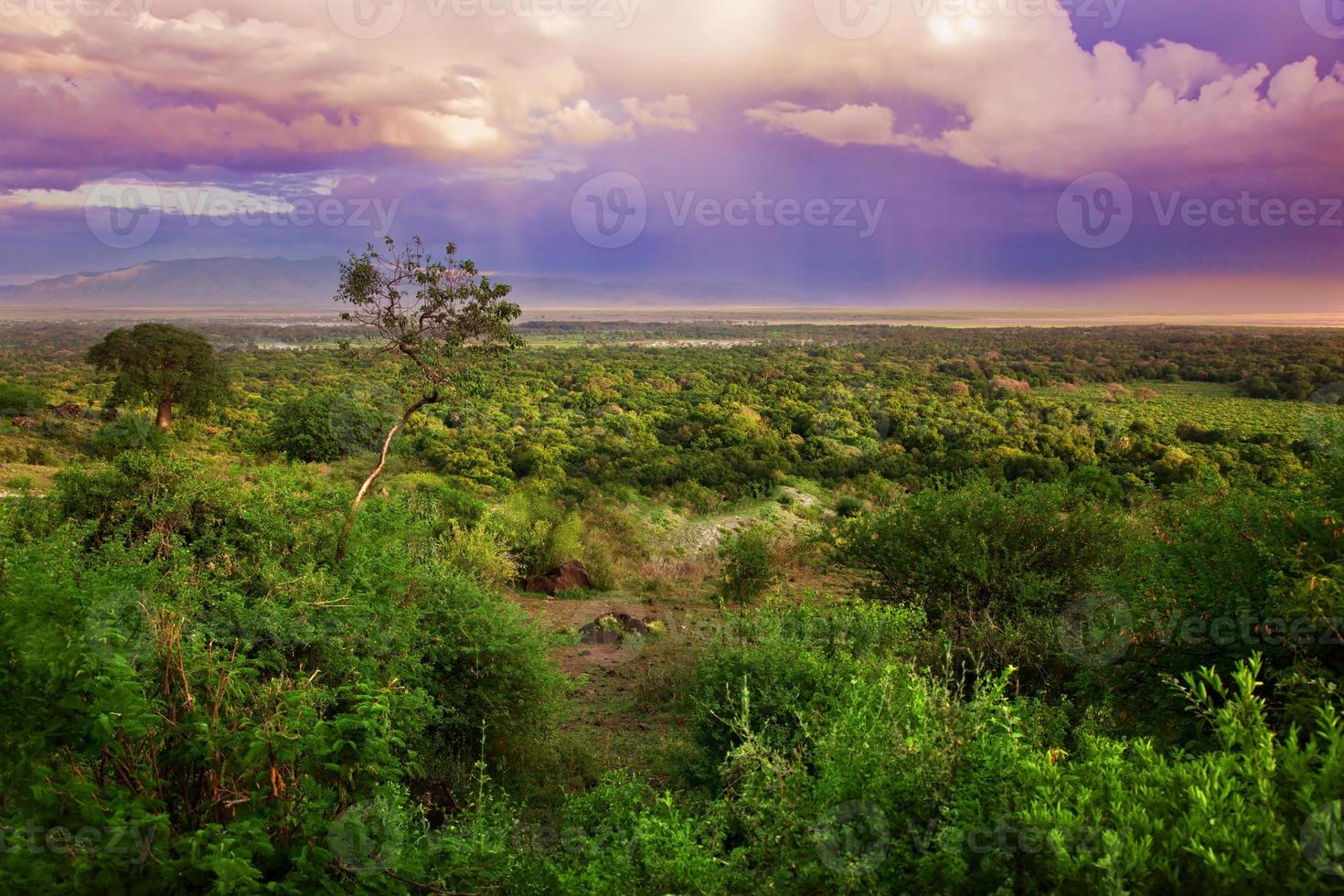 cespuglio in tanzania, paesaggio africano foto