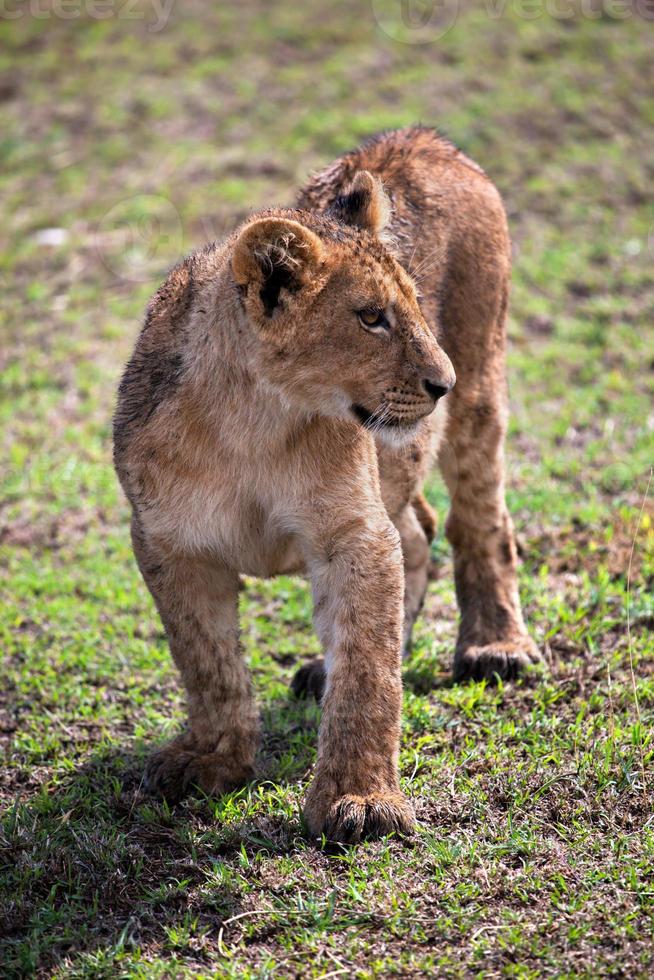 un piccolo ritratto di cucciolo di leone. tanzania, africa foto