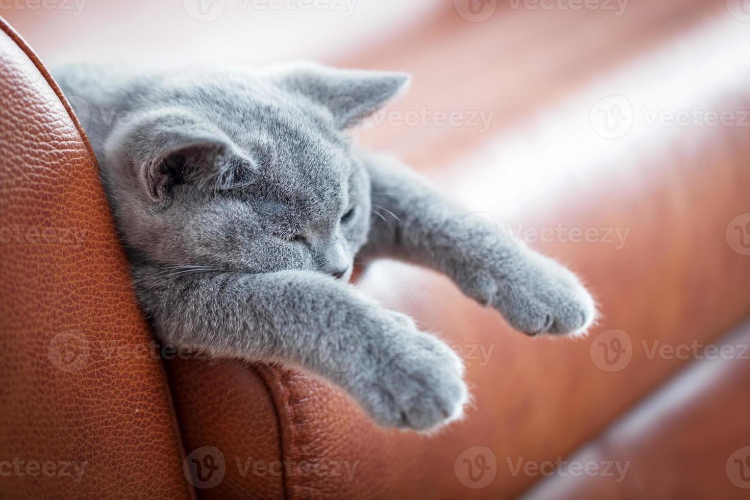 giovane gatto carino che riposa sul divano in pelle. il gattino british shorthair con pelo grigio blu foto