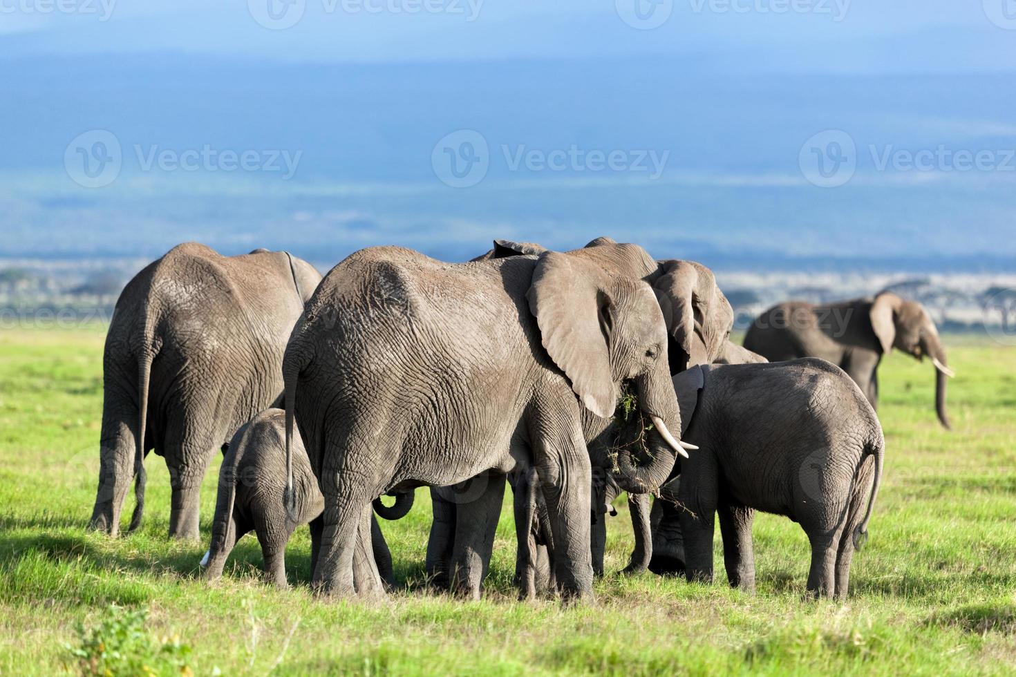 branco di elefanti nella savana. safari ad amboseli, kenya, africa foto