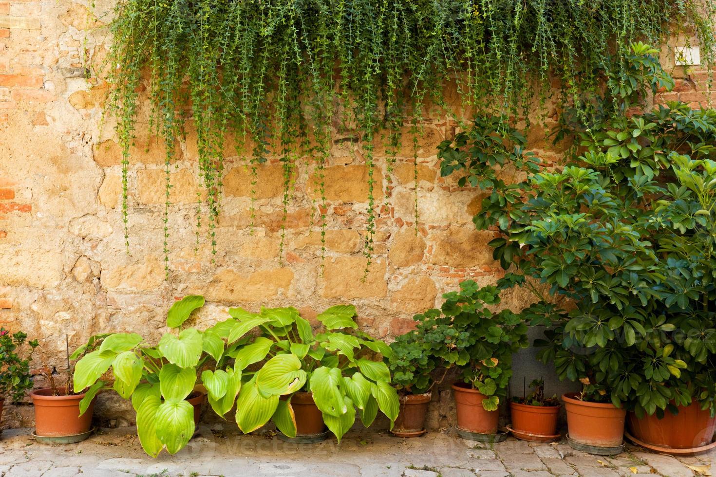 muro di pietra con fiori ed edera. sfondo di una vecchia casa italiana, italia vintage foto