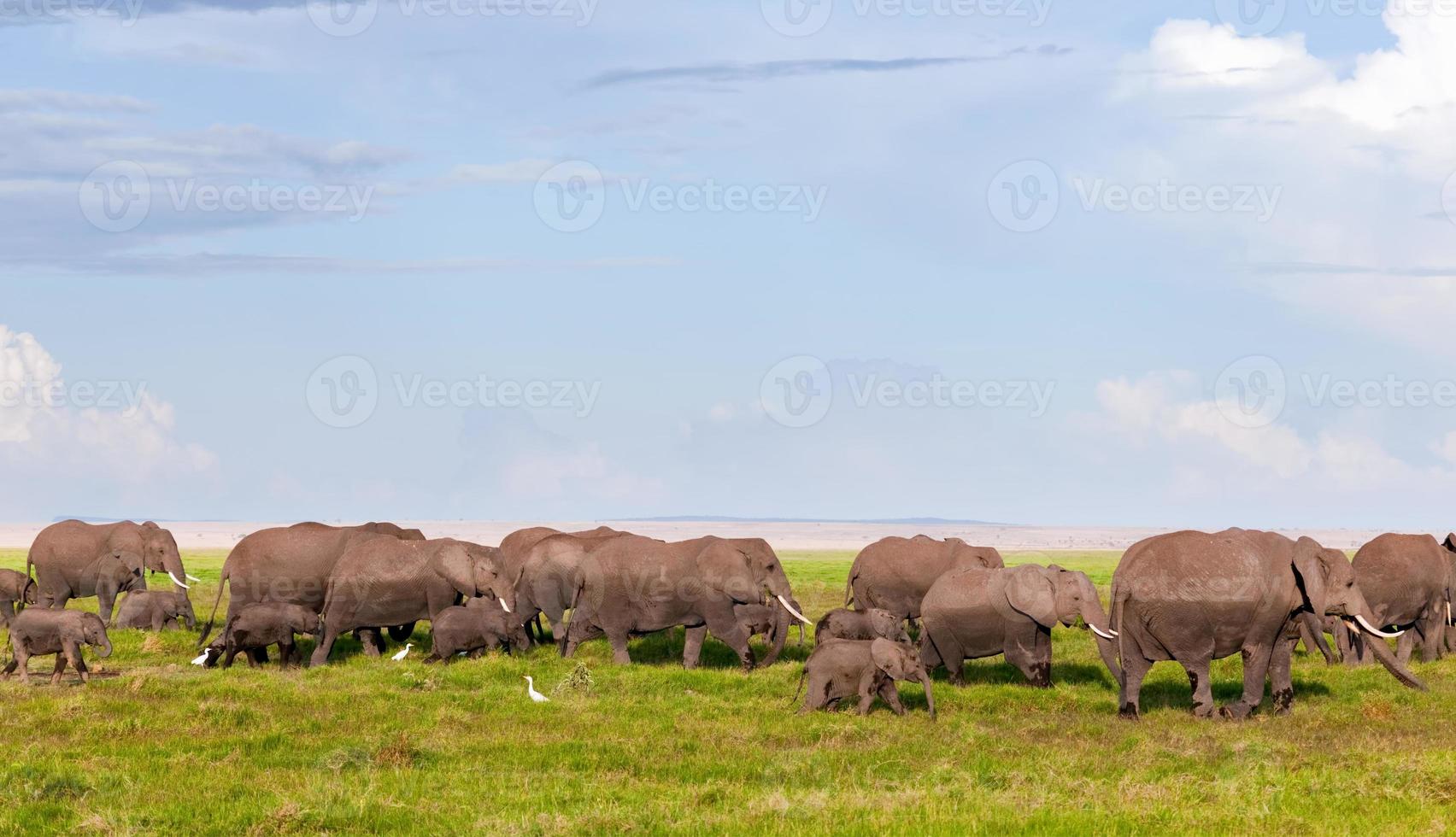 branco di elefanti nella savana. safari ad amboseli, kenya, africa foto