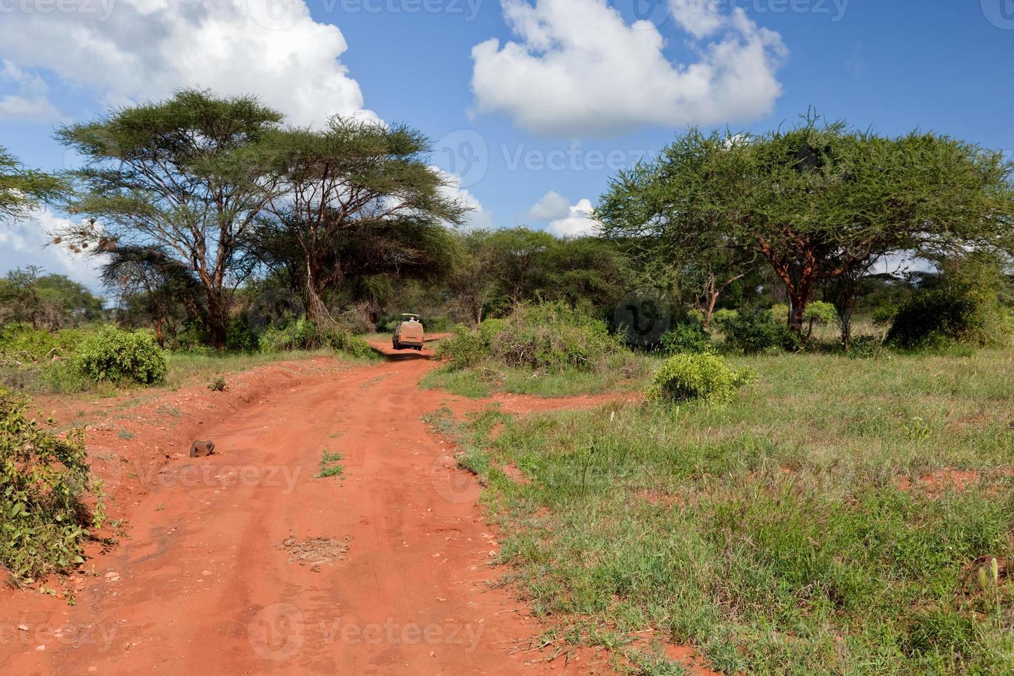 strada di terra rossa, cespuglio con savana. tsavo ovest, kenya, africa foto