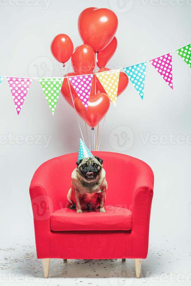 cane carlino di compleanno su uno sfondo festivo. foto