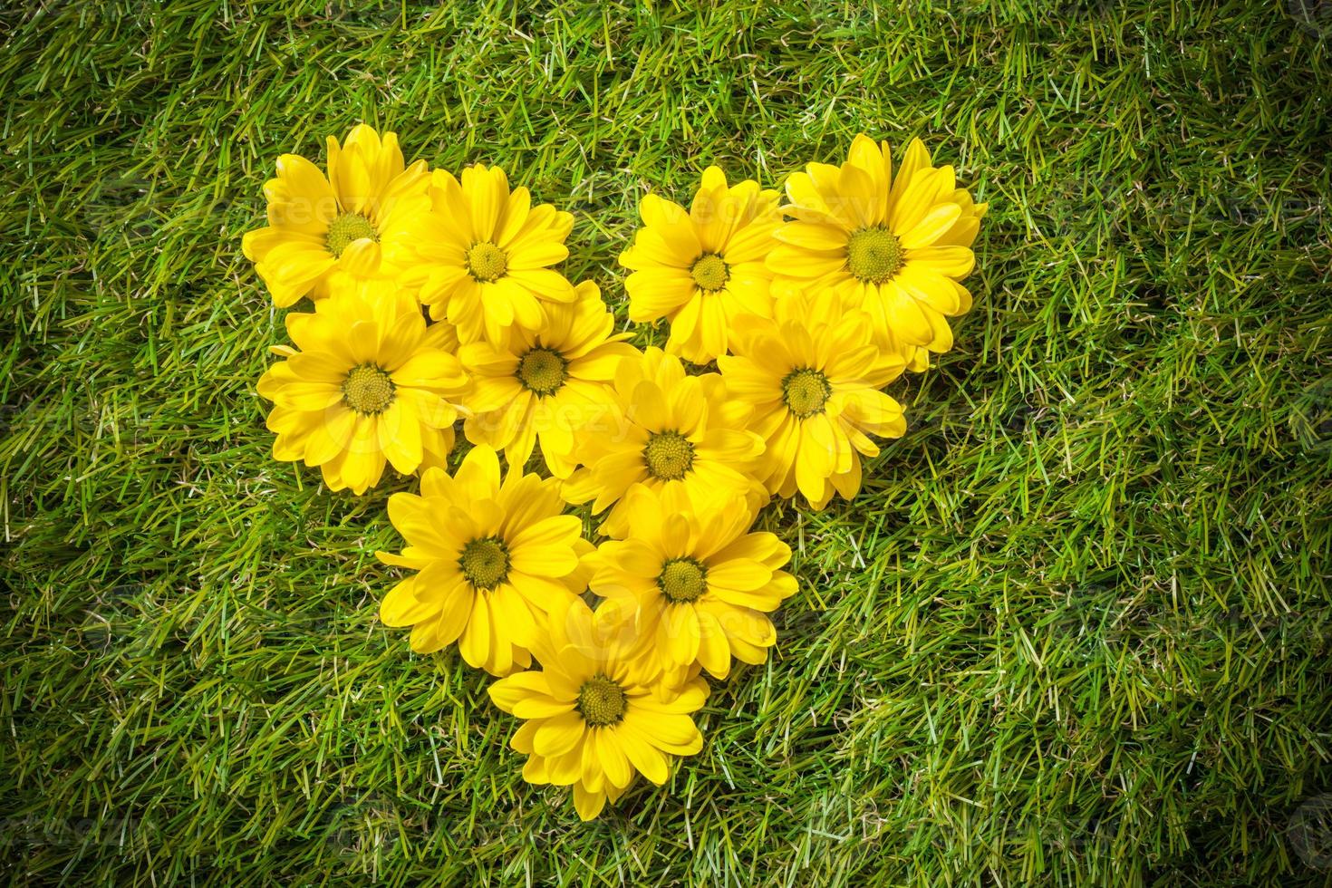 fiori freschi di primavera a forma di cuore sull'erba. foto