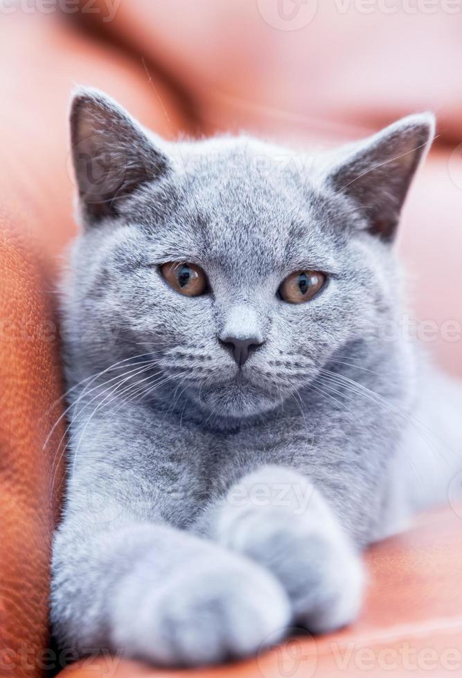 giovane gatto carino che riposa sul divano in pelle. il gattino british shorthair con pelo grigio blu foto