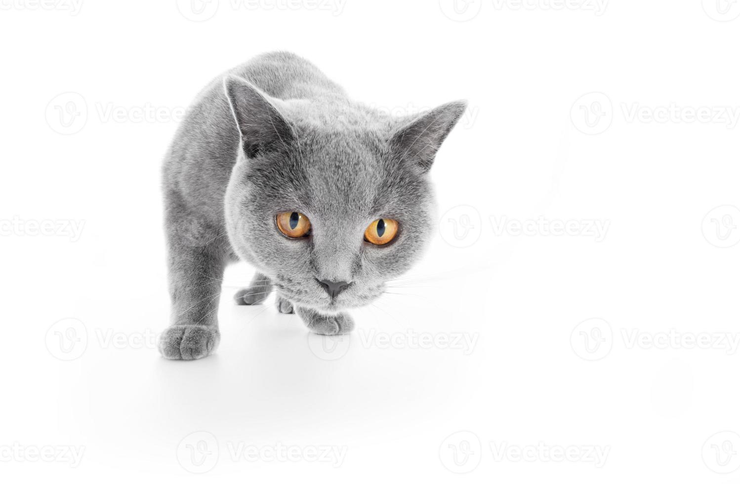 gatto british shorthair isolato su bianco. a caccia foto
