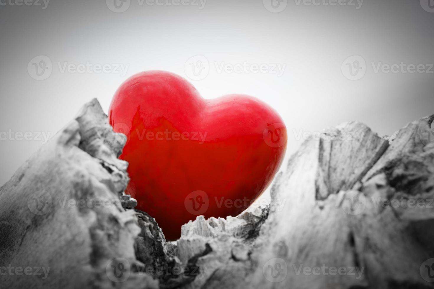 cuore rosso in un tronco d'albero e rami. simbolo d'amore. rosso contro bianco e nero foto