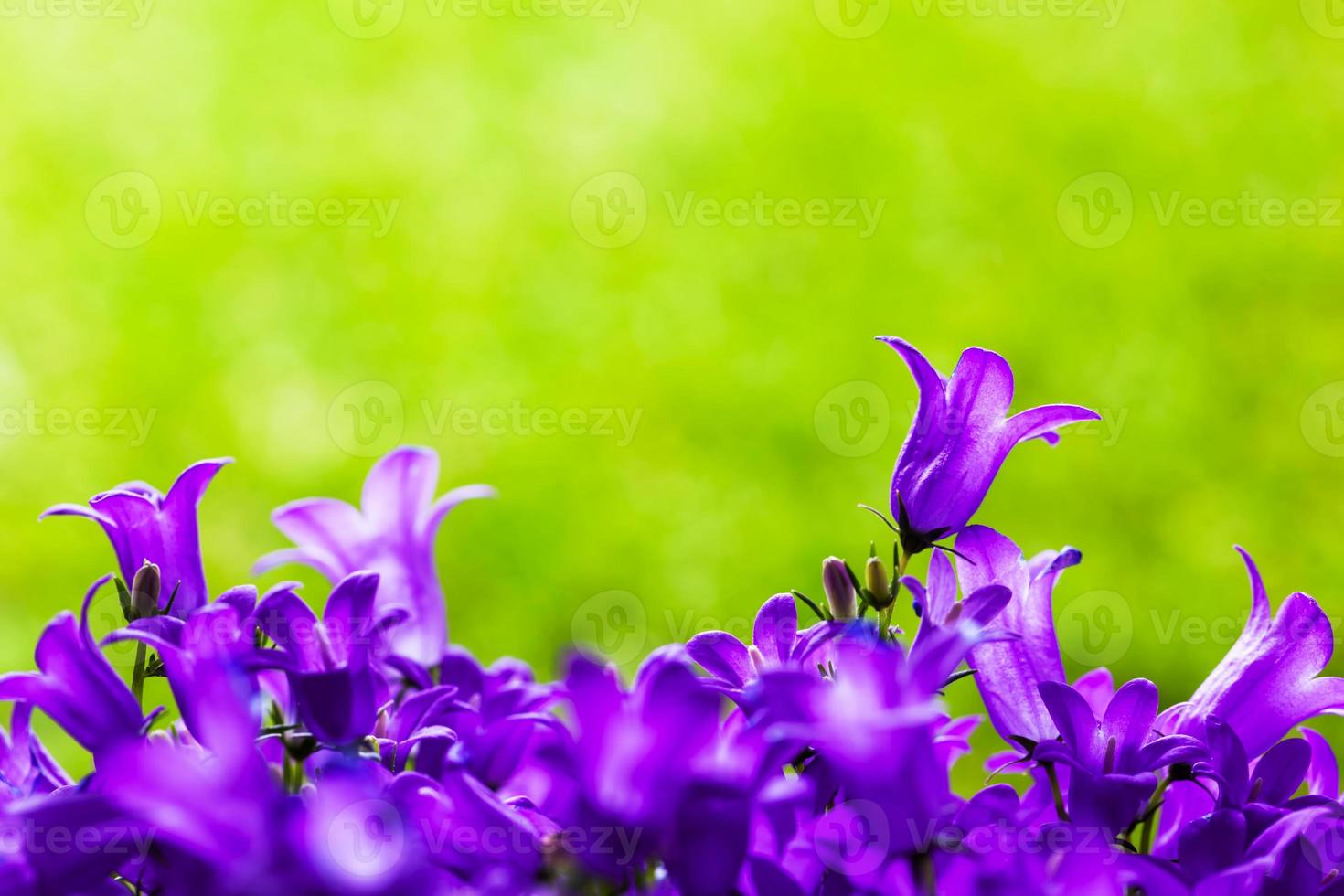 primo piano di fiori freschi su sfondo naturale di erba. foto