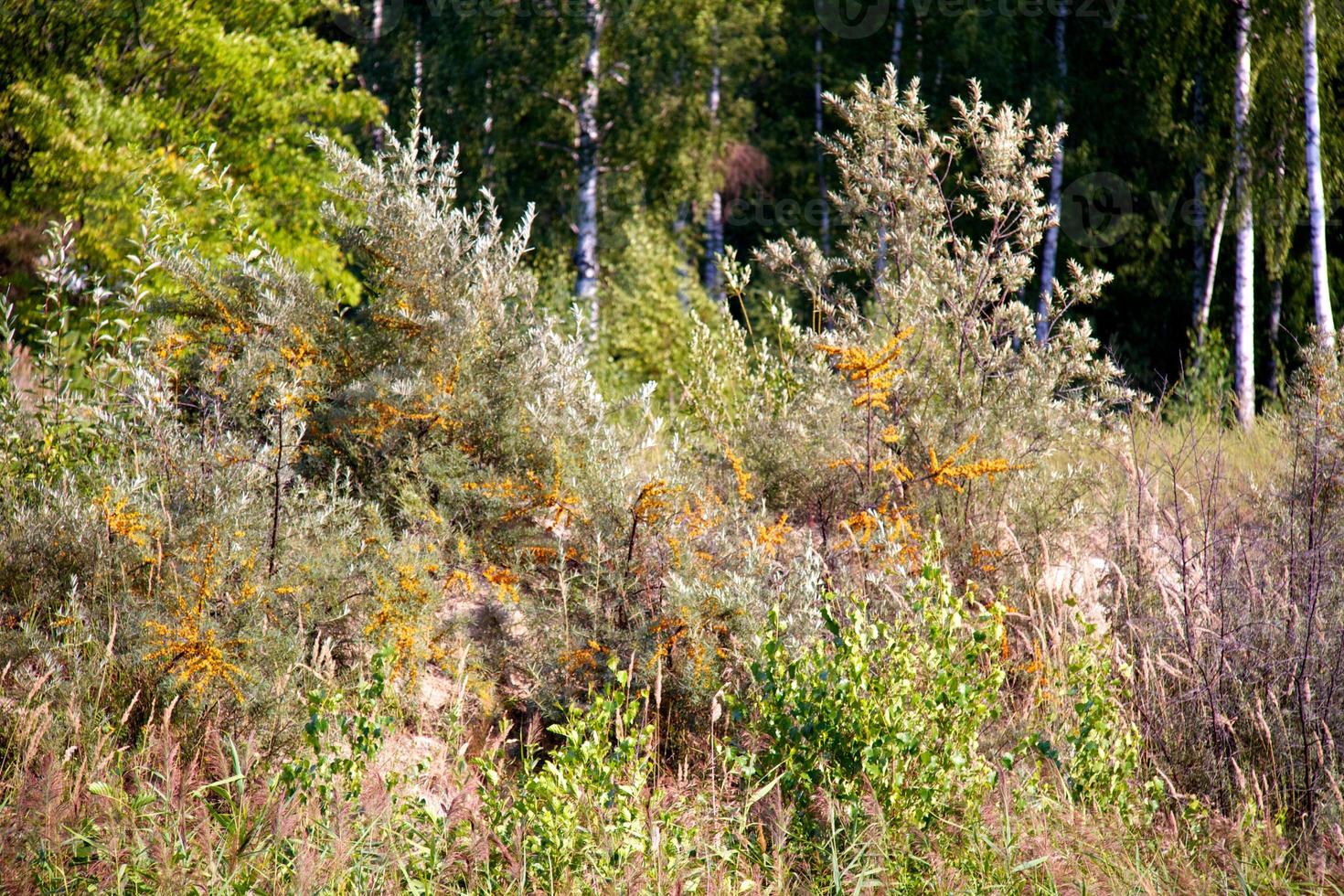 valle d'erba nella foresta durante l'estate foto