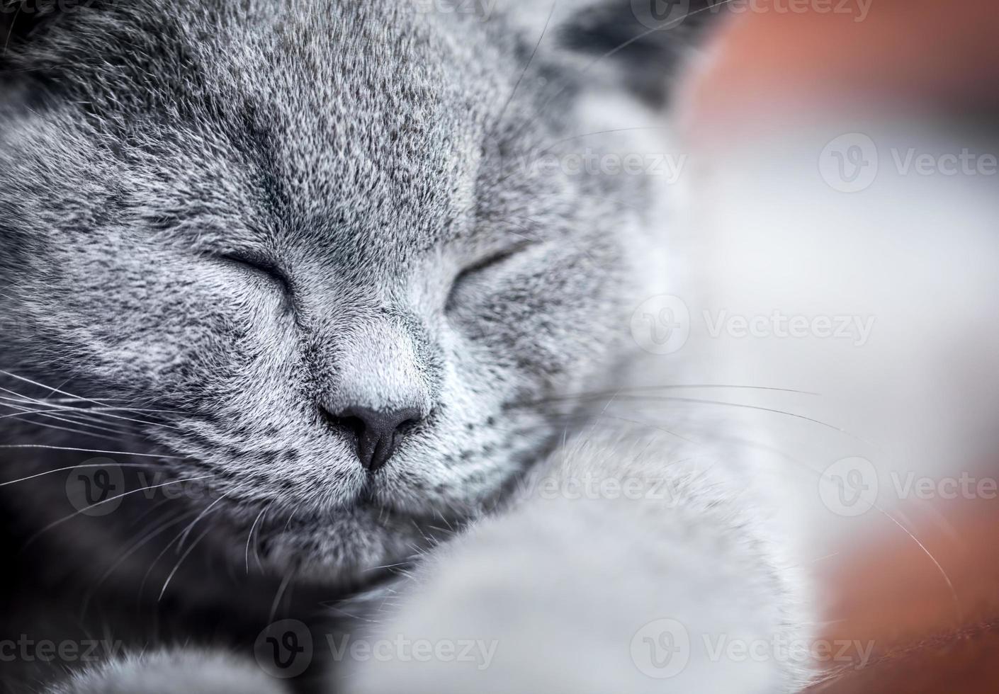 primo piano del ritratto del giovane gatto carino. il gattino british shorthair con pelo grigio blu foto