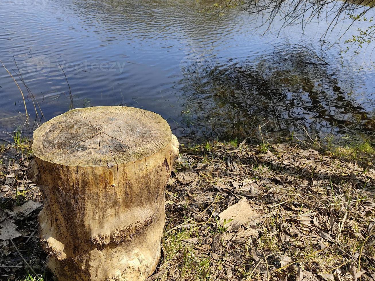 ceppo di legno sullo sfondo di un lago blu. paesaggio primaverile con tempo soleggiato. increspature sulla superficie dell'acqua dello stagno. foto