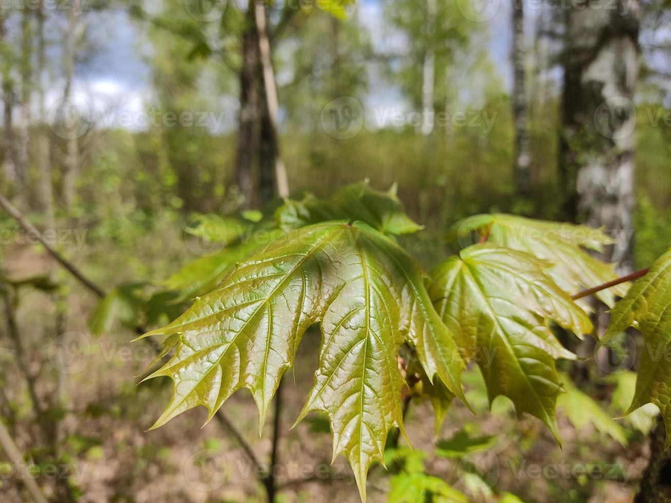 giovani foglie d'acero in primavera. foglie verdi di un albero sullo sfondo della foresta e degli arbusti di maggio. foto