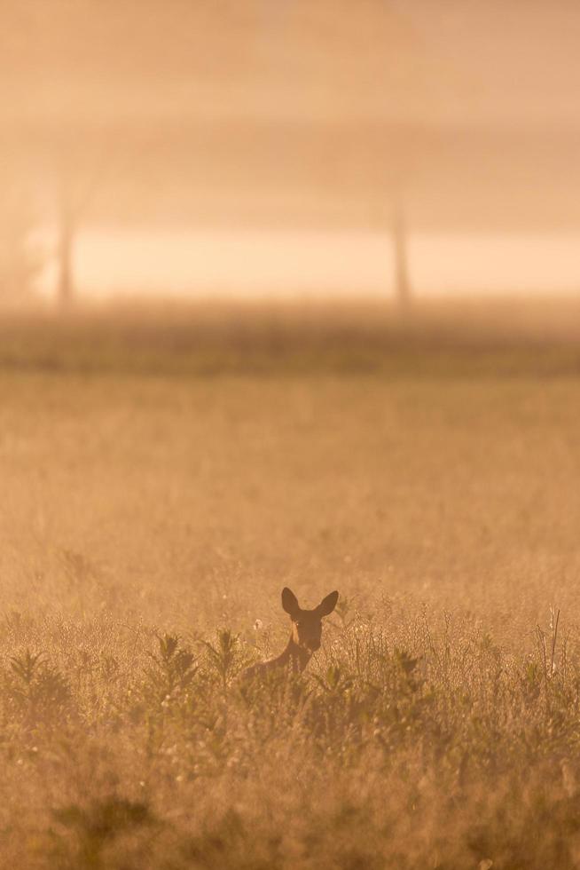 cervo in un campo in una nebbiosa mattina d'estate foto