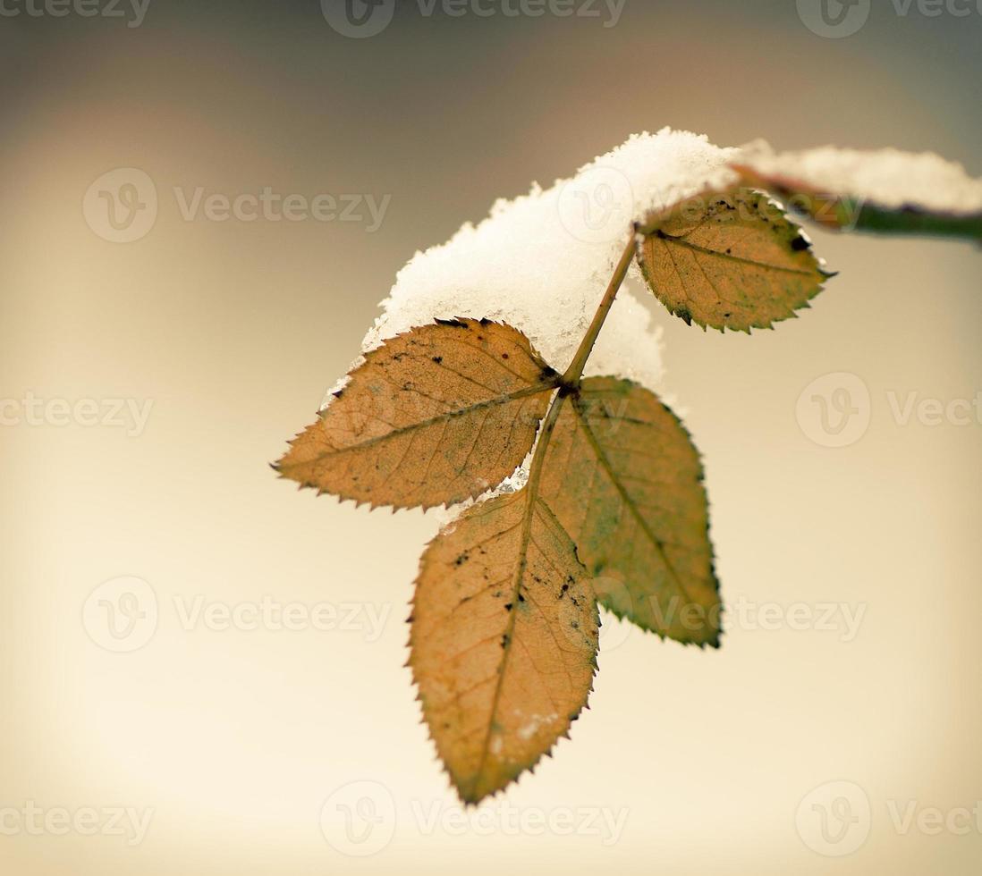 stagione invernale foto