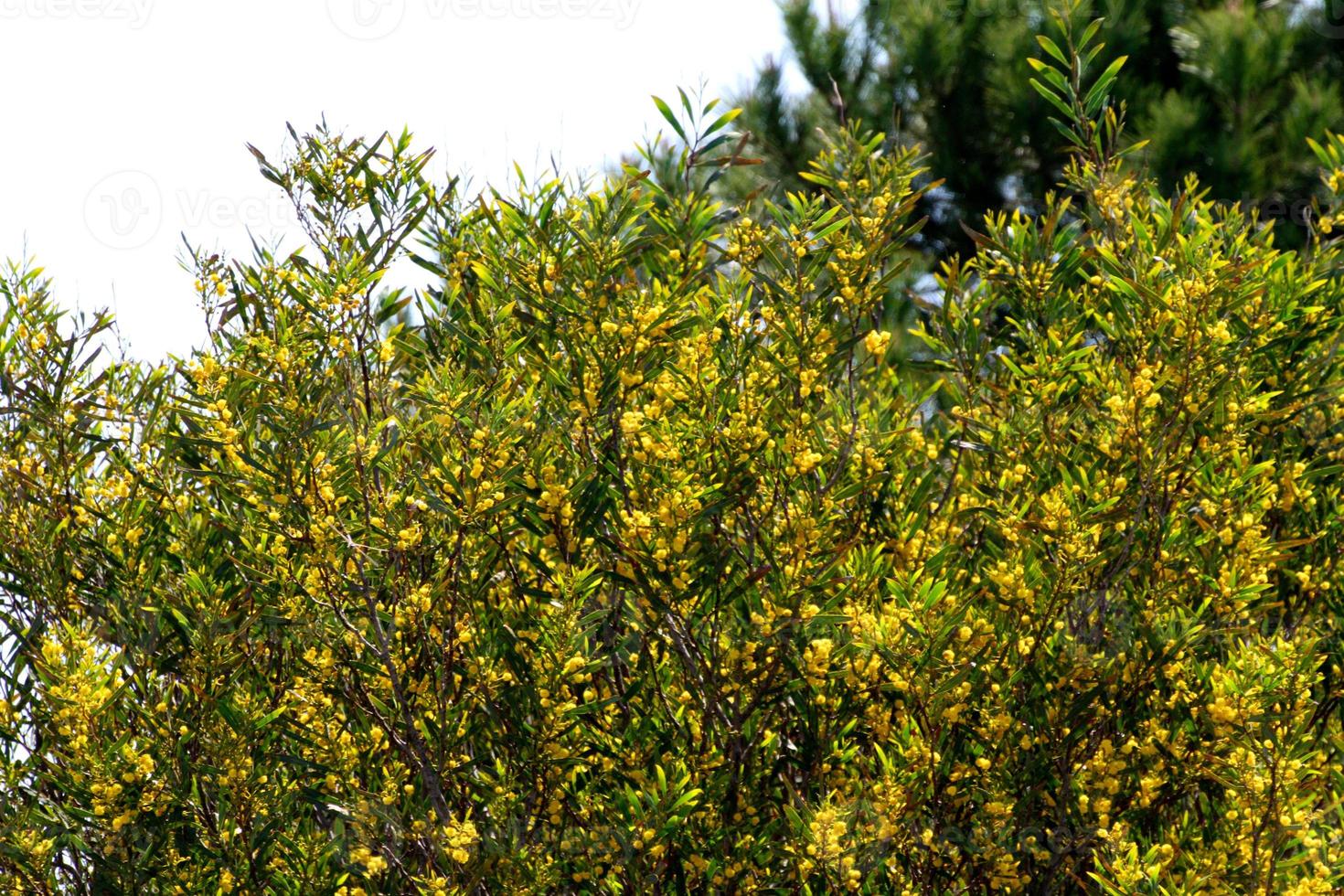 albero di mimosa con fiori gialli foto