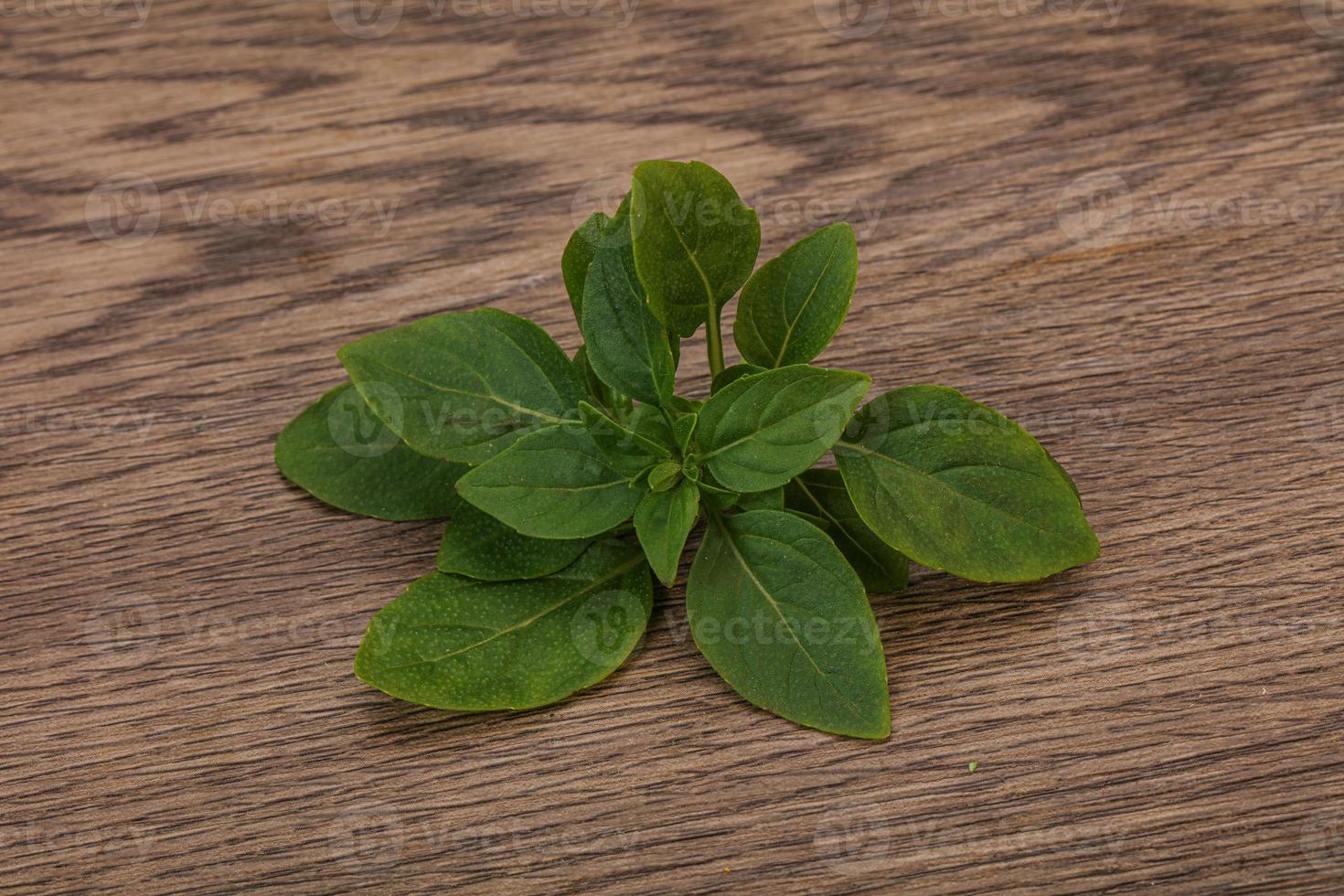 condimento aromatico - foglie di basilico verde foto