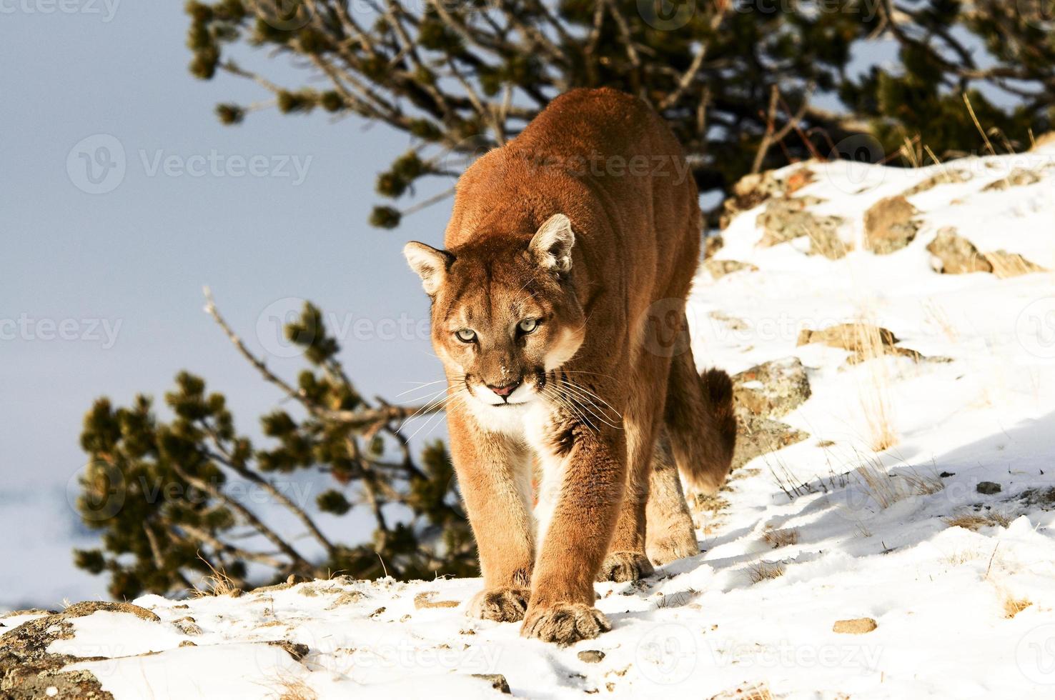 leone di montagna in inverno foto