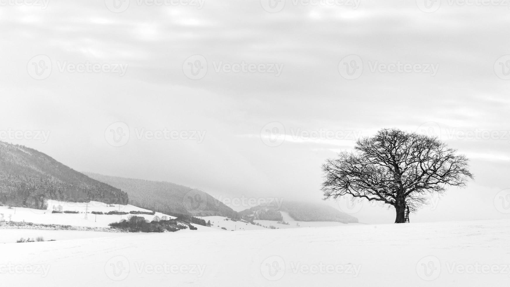 l'albero solitario invernale foto