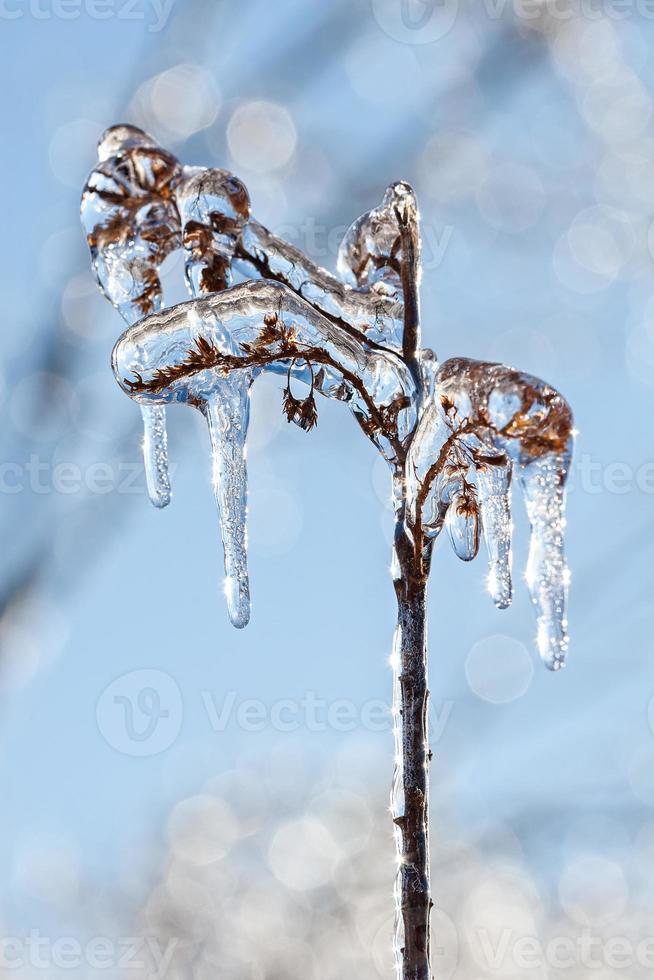 pianta congelata in inverno foto