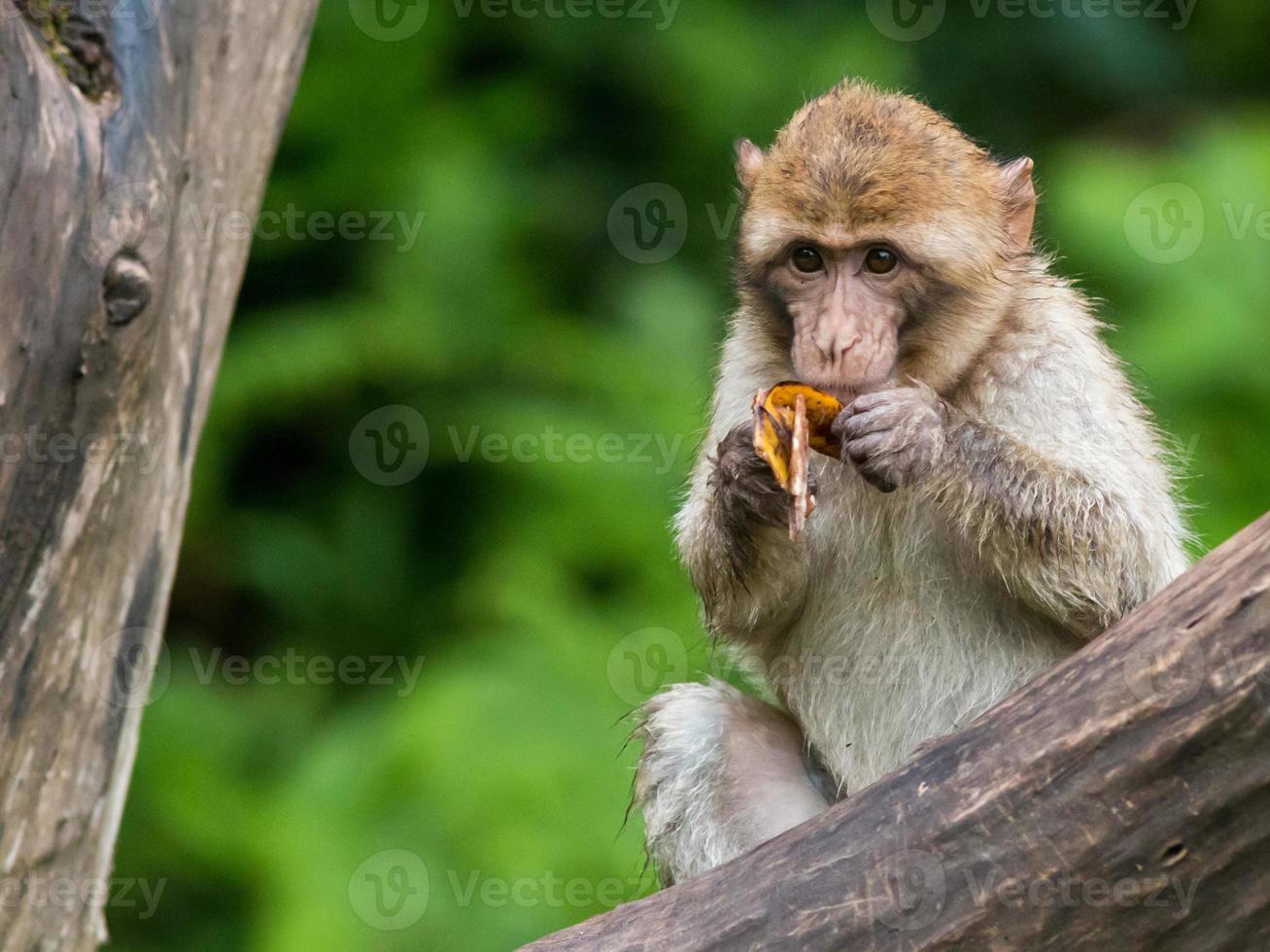 macaco di barbary foto