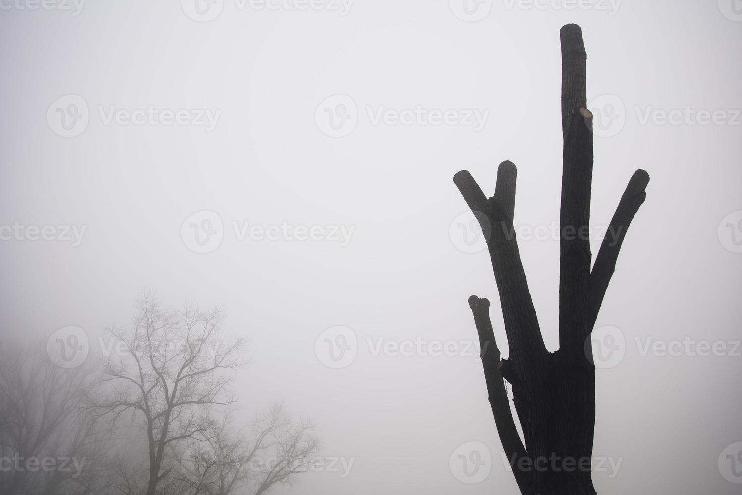 alberi nella nebbiosa giornata invernale foto