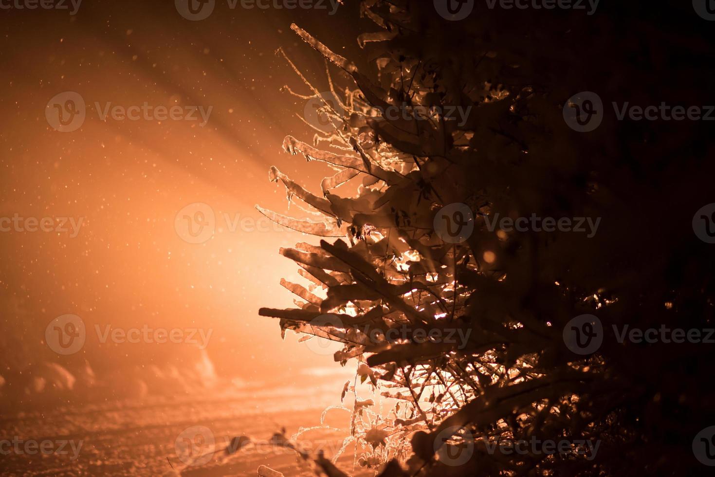 albero coperto di neve fresca nella notte d'inverno foto