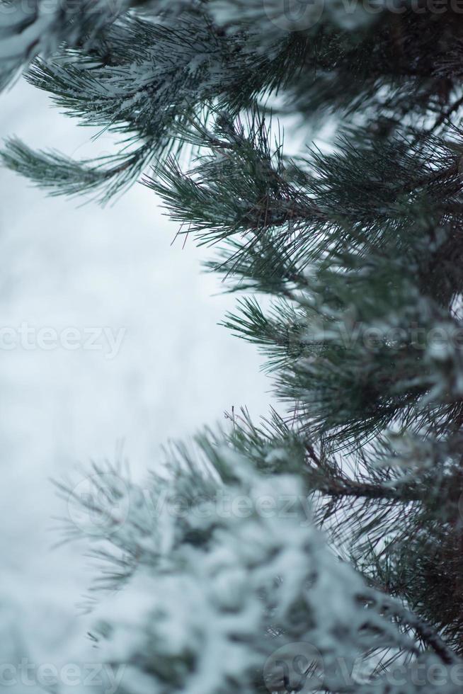 albero di pino sempreverde di natale coperto di neve fresca foto