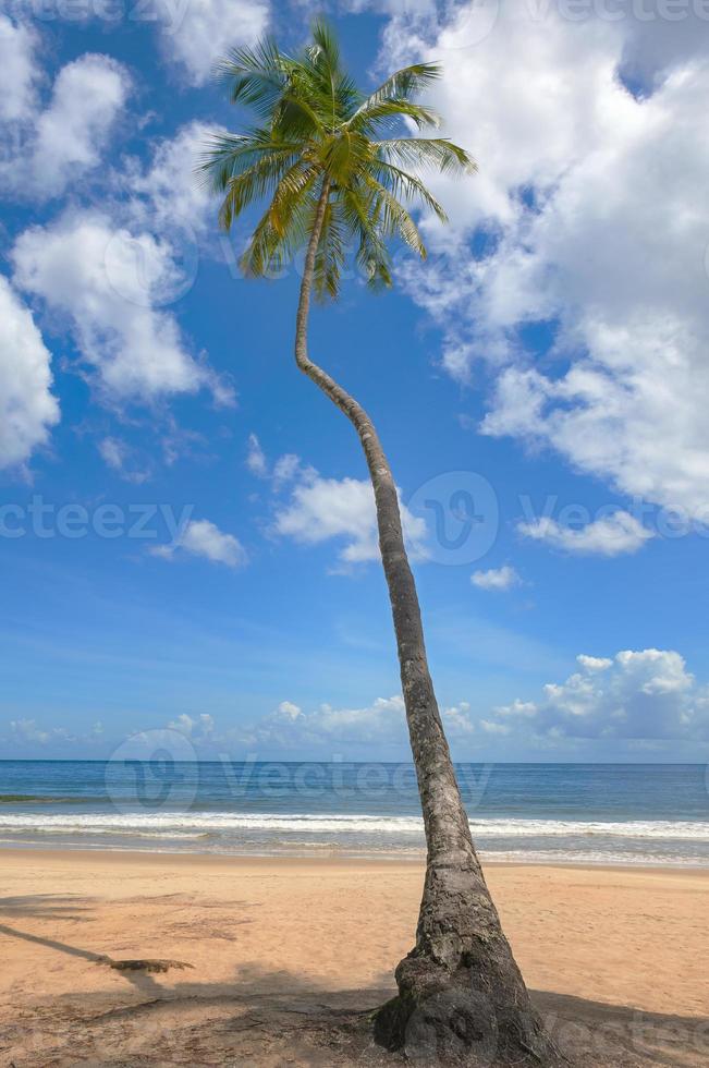spiaggia tropicale palma trinidad e tobago maracas bay foto