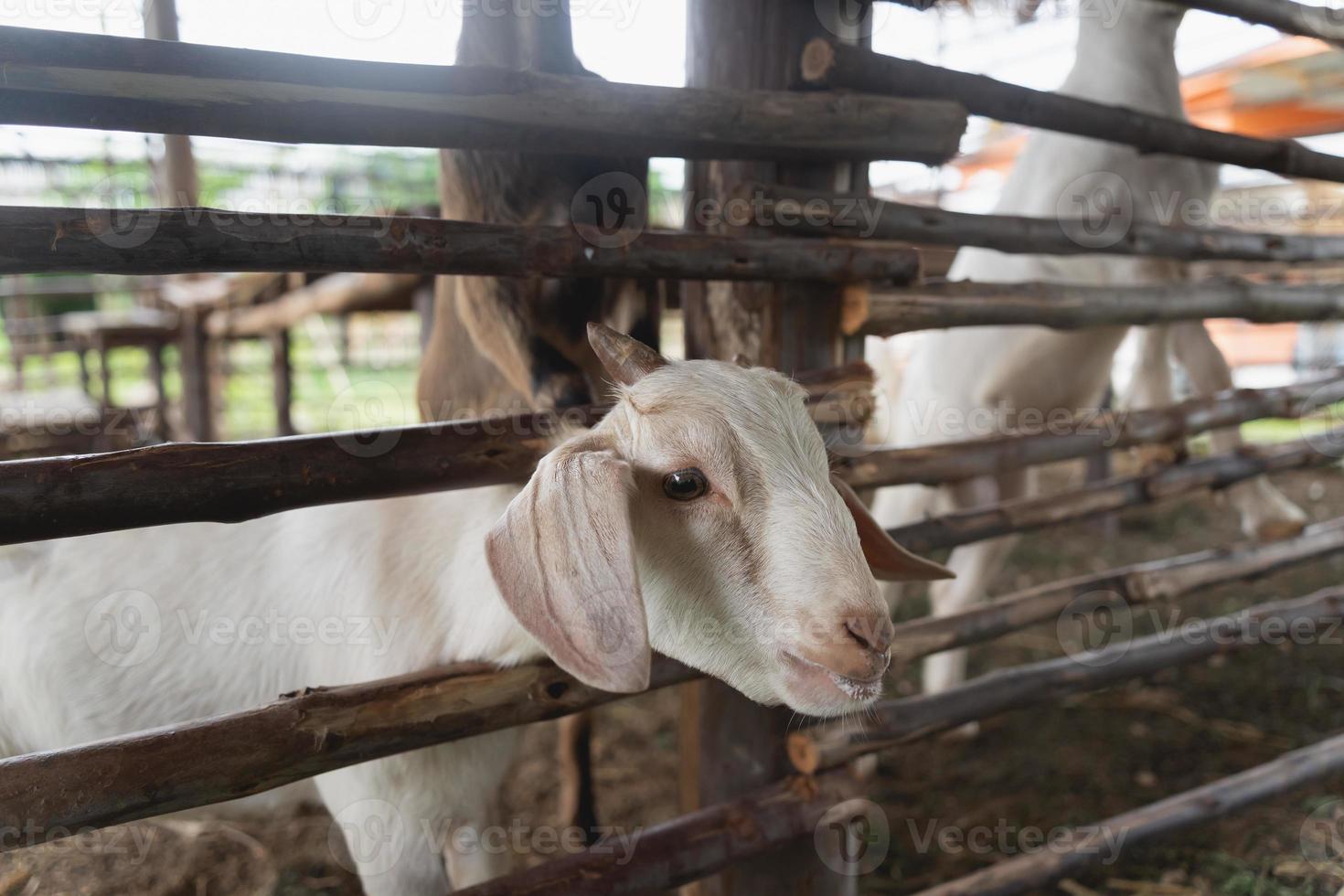 capra bianca in una gabbia di legno dopo l'alimentazione allo zoo. capra nel concetto di animale dello zoo. foto