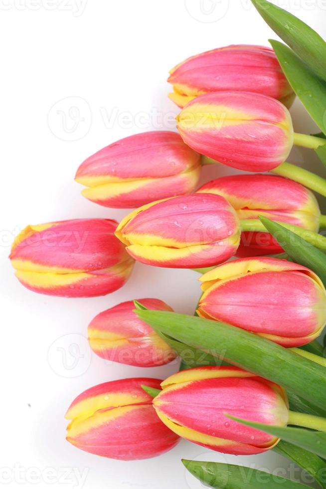 tulipano pasqua foto