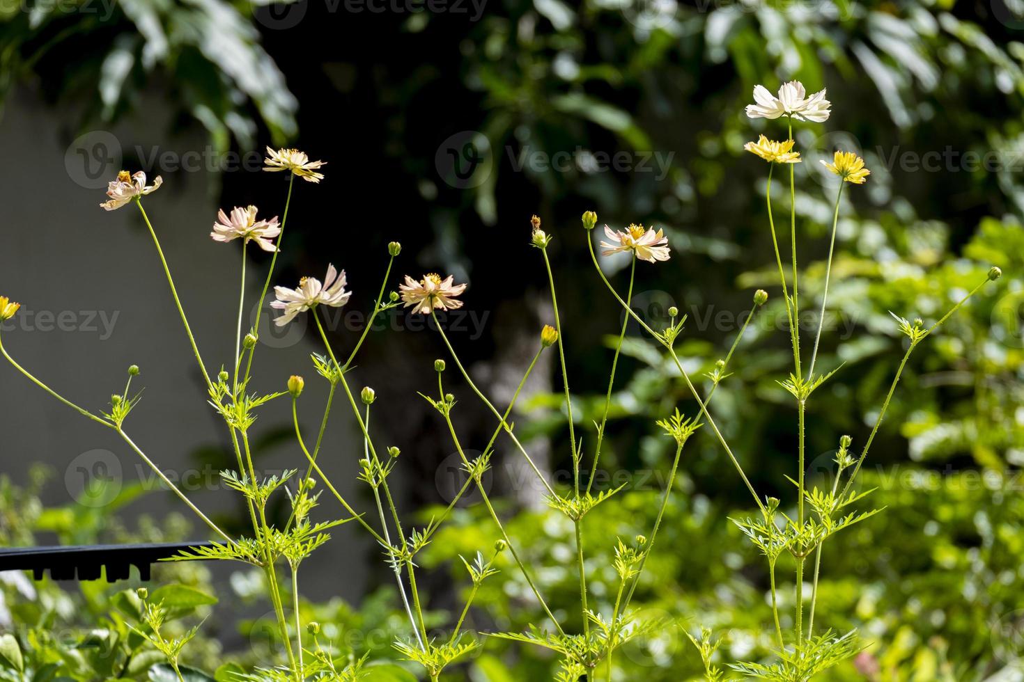 selezionare focus group di fresco cosmo giallo e oro con foglie verdi e fiori che sbocciano nel giardino botanico. foto