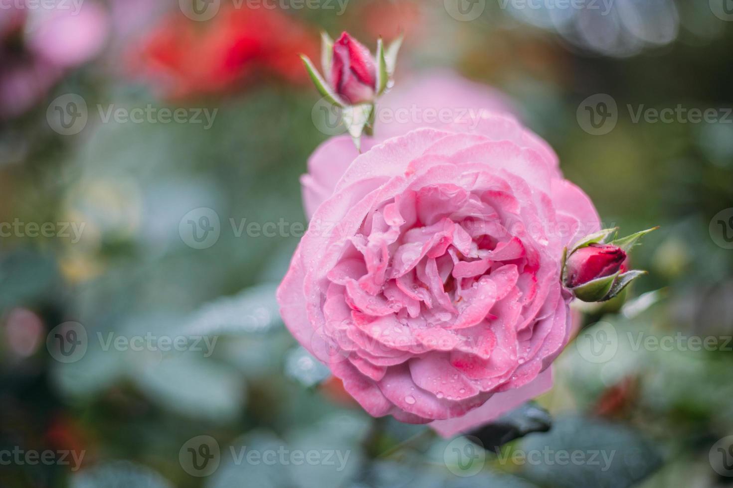 rose rosa in giardino dopo la pioggia del mattino foto